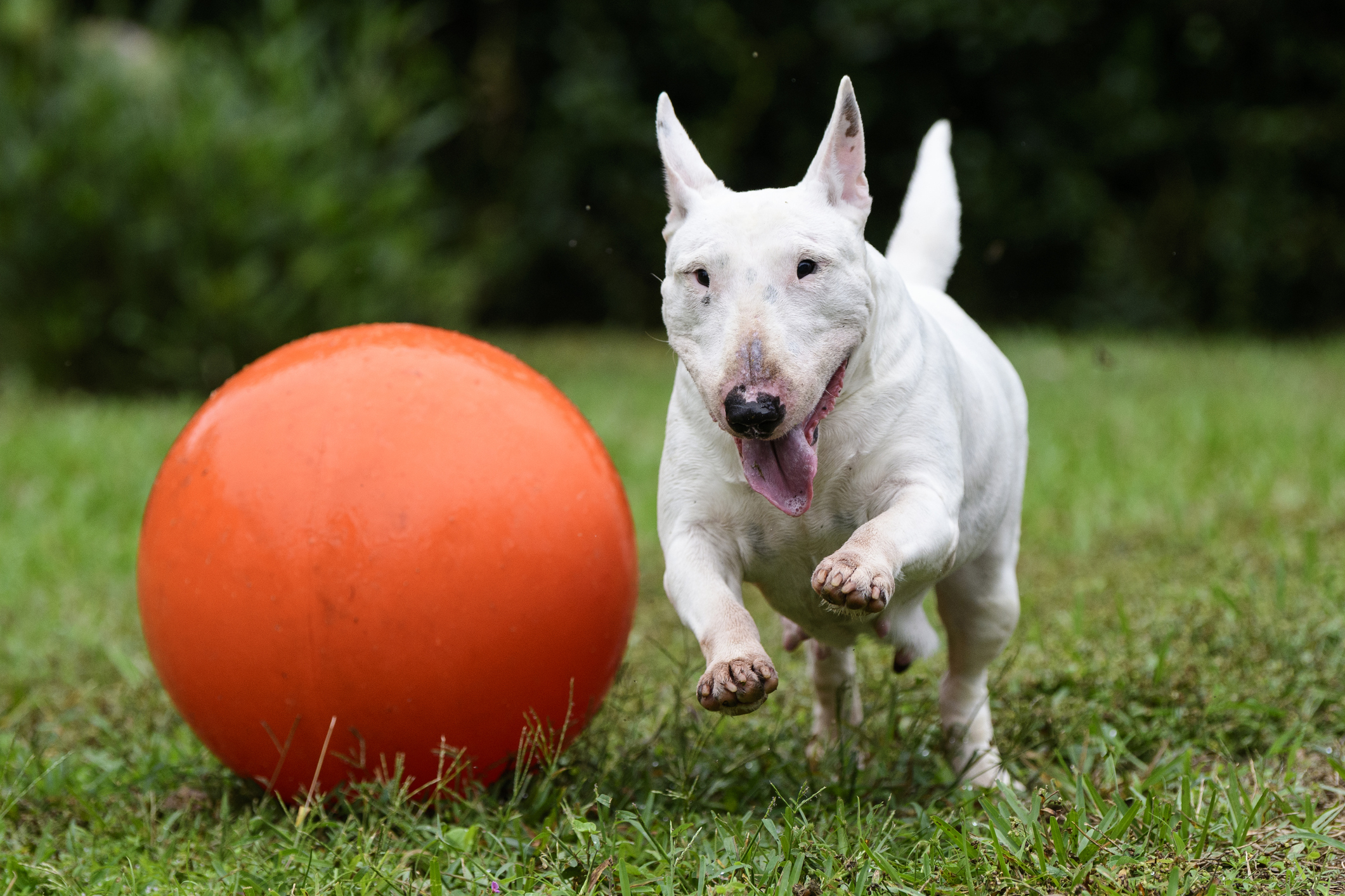 White min bull terrier and her orange ball