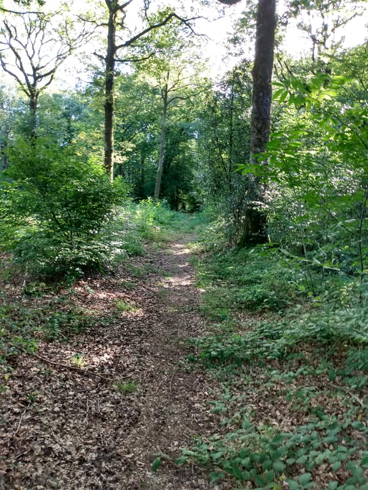 forêt