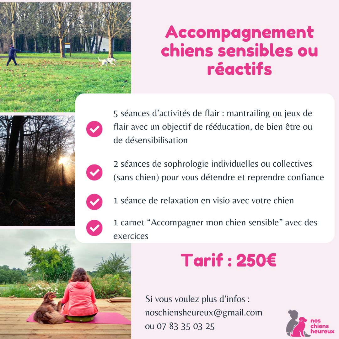 Accompagnement chiens sensibles ou réactifs (3)